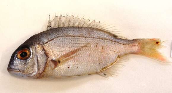 Image of Common Sea Bream