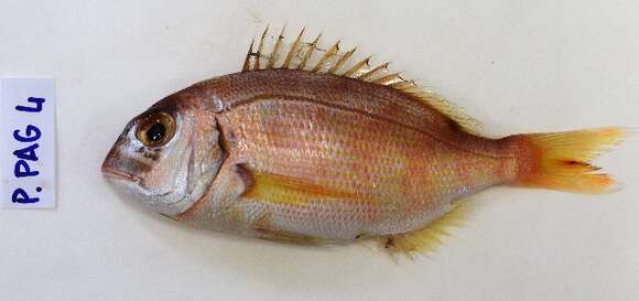 Image of Common Sea Bream