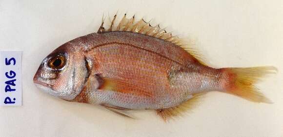 Image of Common Sea Bream