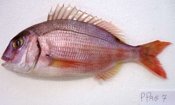 Image of Common Sea Bream