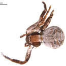 Image of Xysticus durus