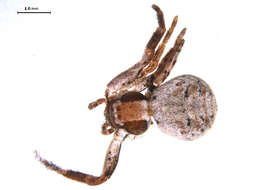 Image of Xysticus durus