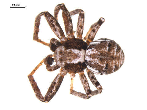 Image of Xysticus labradorensis