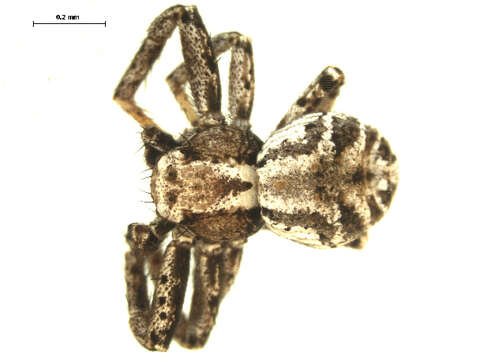 Image of Xysticus labradorensis