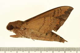 Image of False Fig Sphinx Moth