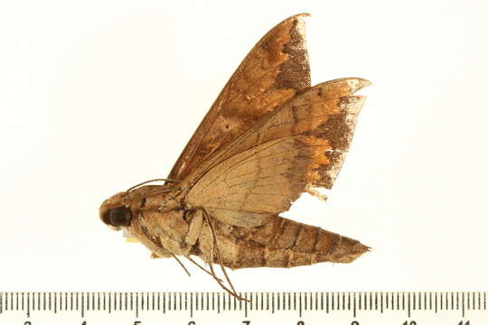 Image of False Fig Sphinx Moth