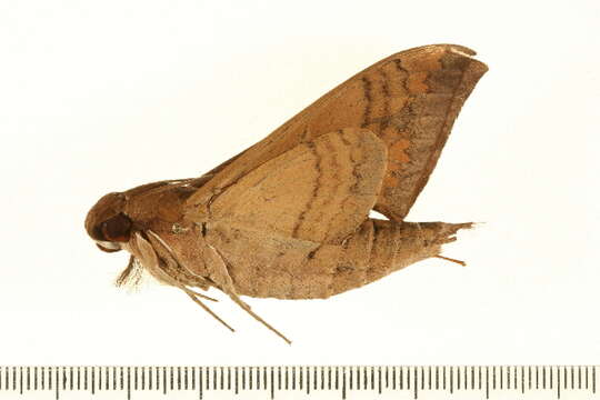 Image of False Fig Sphinx Moth