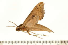 Image of Xylophanes cosmius Rothschild & Jordan 1906