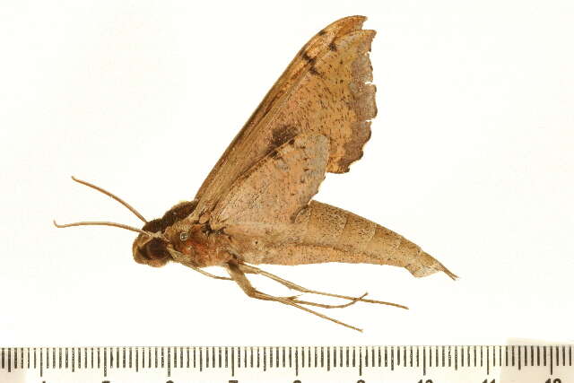 Image of Xylophanes cosmius Rothschild & Jordan 1906