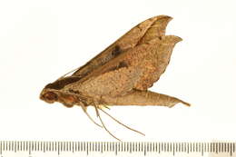 Image of Xylophanes cosmius Rothschild & Jordan 1906