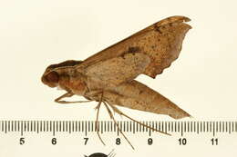 Image of Xylophanes cosmius Rothschild & Jordan 1906