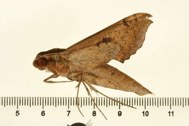 Image of Xylophanes cosmius Rothschild & Jordan 1906
