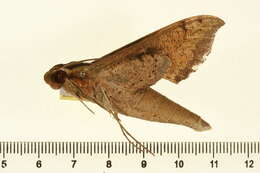 Image of Xylophanes cosmius Rothschild & Jordan 1906