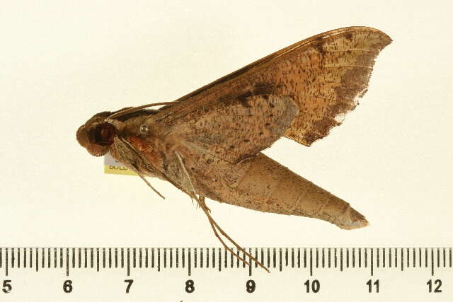 Image of Xylophanes cosmius Rothschild & Jordan 1906