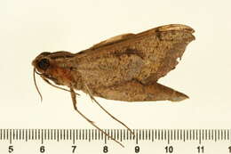 Image of Xylophanes cosmius Rothschild & Jordan 1906