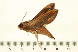 Image de Xylophanes thyelia (Linnaeus 1758)