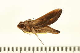 Image de Xylophanes thyelia (Linnaeus 1758)