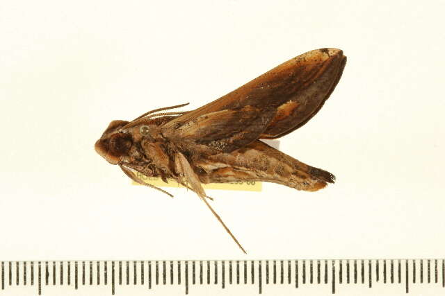 Image of Xylophanes thyelia (Linnaeus 1758)