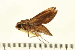 Image de Xylophanes thyelia (Linnaeus 1758)