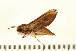 Image of Xylophanes thyelia (Linnaeus 1758)