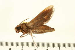 Image of Xylophanes thyelia (Linnaeus 1758)