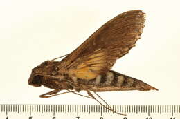 Image of Alope Sphinx