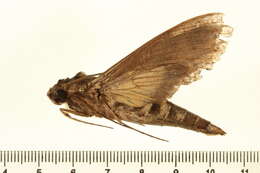 Image of Alope Sphinx