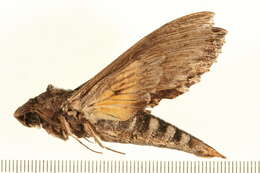 Image of Alope Sphinx