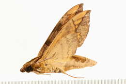 Image of Eumorpha capronnieri (Boisduval (1875))