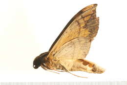 Image of Eumorpha capronnieri (Boisduval (1875))