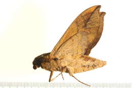 Image of Eumorpha capronnieri (Boisduval (1875))