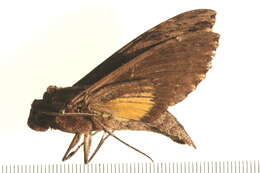 Слика од Isognathus leachii (Swainson 1823)