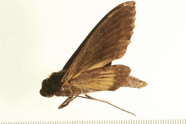 Слика од Isognathus leachii (Swainson 1823)