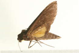 Слика од Isognathus leachii (Swainson 1823)