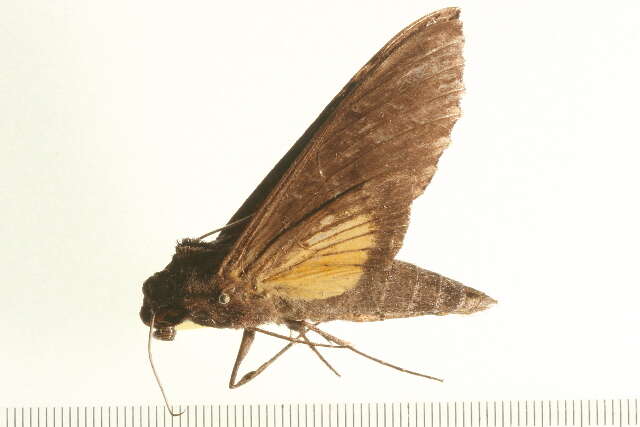 Слика од Isognathus leachii (Swainson 1823)