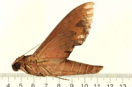 Image of Eumorpha anchemolus (Cramer 1779)