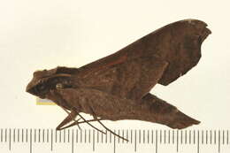 Image of Callionima acuta (Rothschild & Jordan 1910)