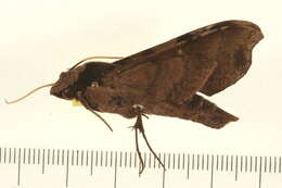 Image of Callionima acuta (Rothschild & Jordan 1910)