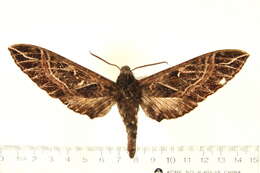 Image of Euryglottis aper