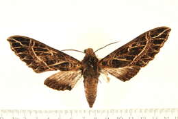 Image of Euryglottis aper