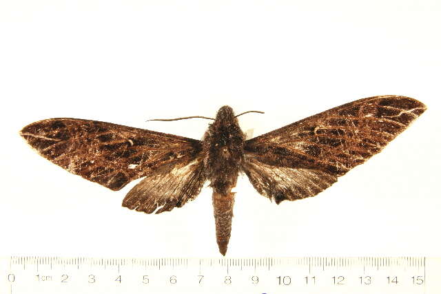 Image of Euryglottis dognini Rothschild 1896