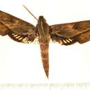 Image of Xylophanes mariae Haxaire 2013