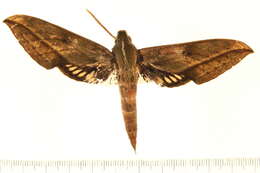 Image of Xylophanes mariae Haxaire 2013