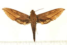 Image of Xylophanes mineti Haxaire & Vaglia 2004