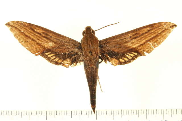 Image of Xylophanes mineti Haxaire & Vaglia 2004