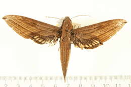 Image of Xylophanes mineti Haxaire & Vaglia 2004