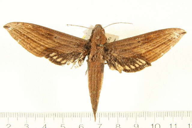 Image of Xylophanes mineti Haxaire & Vaglia 2004