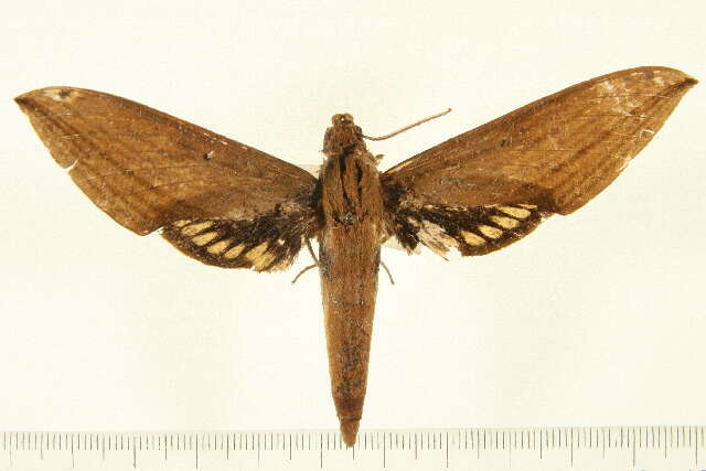 Image of Xylophanes mineti Haxaire & Vaglia 2004