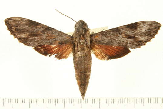 Image of Oleander sphinx moth