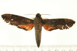 Image of Cramer's Sphinx Moth